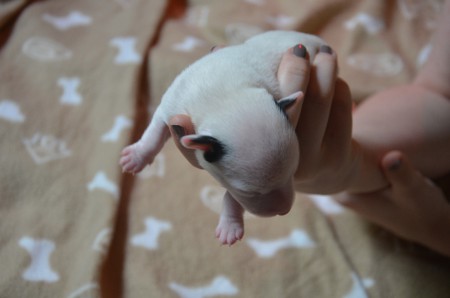 CENTURIO - ...was für Ohren... :-))